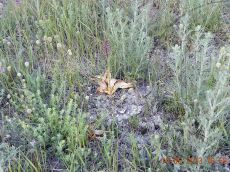 Orchis-purpurea_Гостагайка_плодоношение